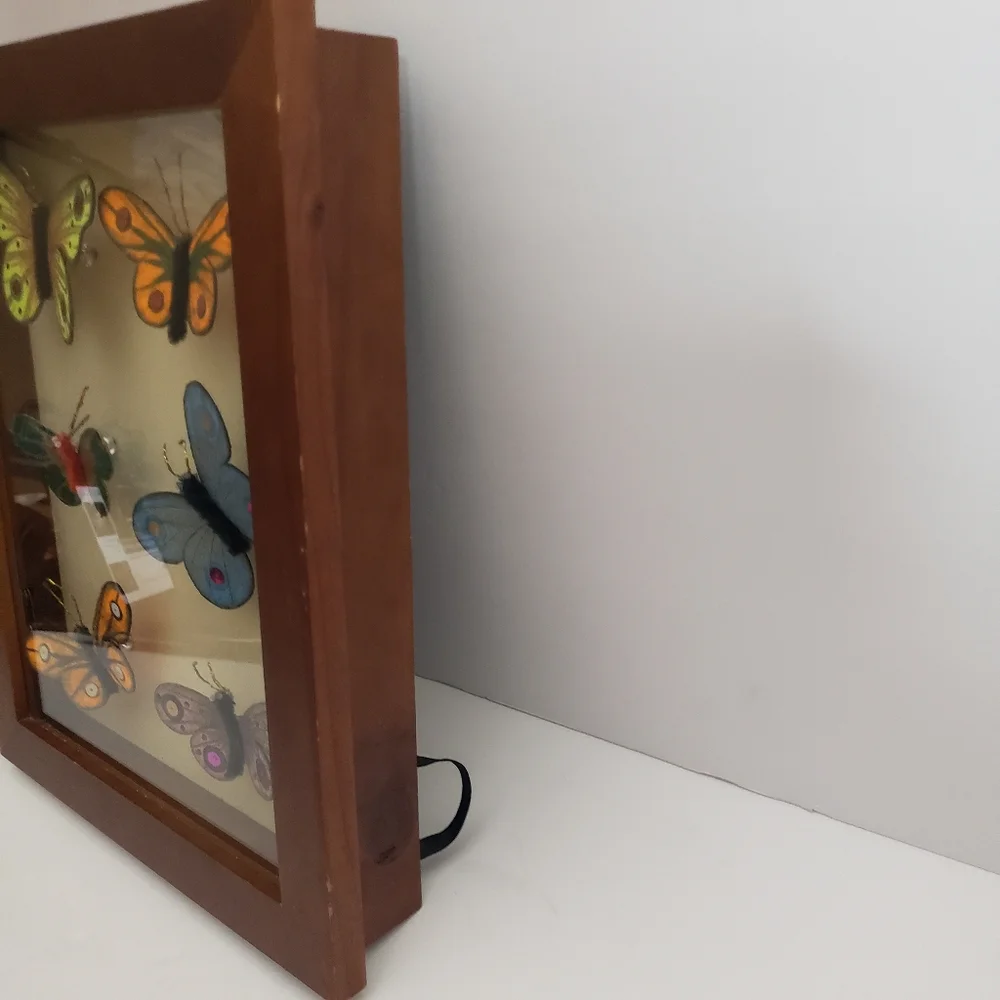 Butterflies arranged in a shadow box. 214